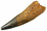 Real Spinosaurus Tooth - Enormous Dinosaur Tooth #380919-1